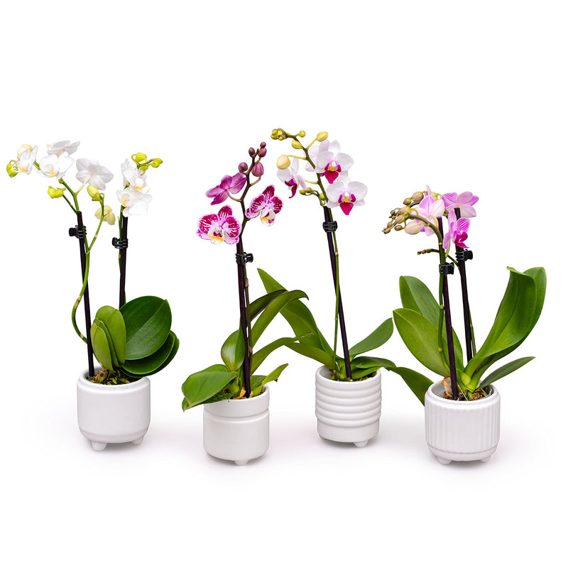 Darling Orchids - 18Pk in Ceramic