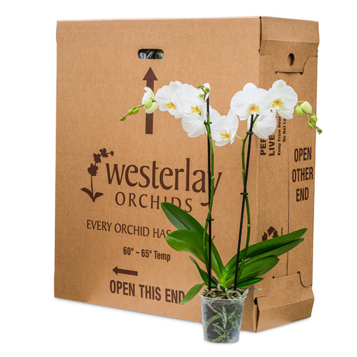 Premium Orchids - 10 Pack White in Grow Pot